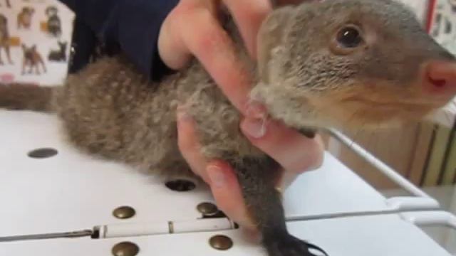 Banded mongoose. Mongoose striped - Mungo. мангуст мунго.African animal in Western Siberia смотреть онлайн