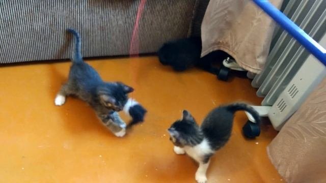 Уфа. Котята в добрые руки