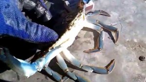 Морской краб в пресноводном Дону ...