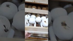 Инкубатор ИФ-672 Отзыв