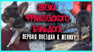 ВЯЗКА ФРАНЦУЗСКОГО БУЛЬДОГА.