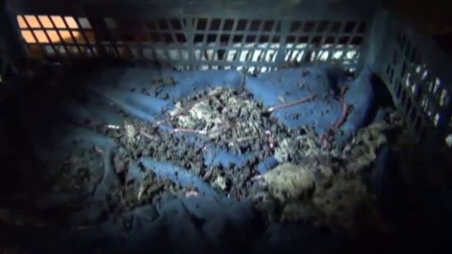 разведение червей смотреть онлайн