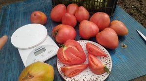 Обзор сорта томата Батяня от Сибирского сада!