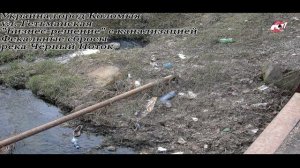 Экология,Украина- мер г. Коломыя- бесправный Скот