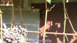 Виноград Беларуси. Лидчина .Сорт винограда кишмиш  Катавба.