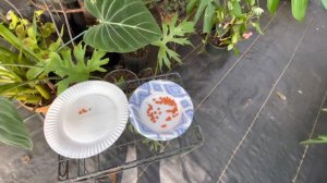 Big leaf Anthurium with pumpkin orange seeds