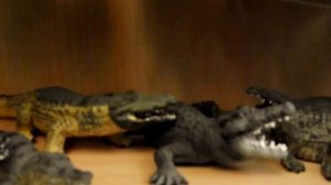 MartinH Collection (Schleich, Papo, Safari Ltd., CollectA, Mojo, Bullyland, ... ) part 1