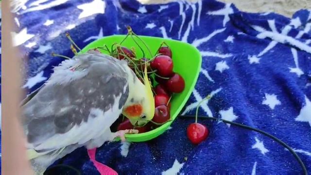 Попугай Корелла Гучи на море!Гучи кушает черешни) Отдыхаем с Гучи!