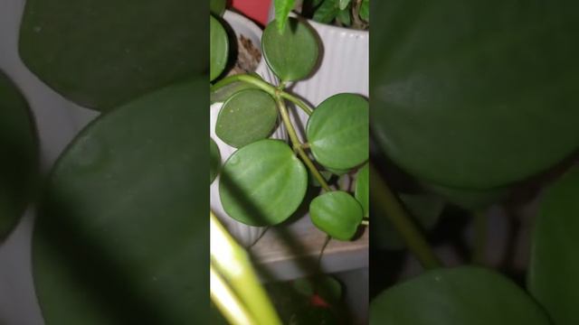 PEPEROMIA HOPE   Vlog 746