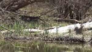 В ЭТОЙ ЛУЖЕ ПОЛНО РЫБЫ! КАРАСЬ, ОКУНЬ, ЧЕБАК, ЯЗЬ,ЩУКА! Рыбалка на поплавок