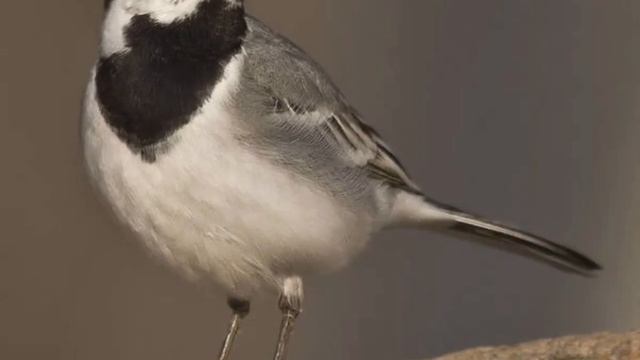 Михаил Яснов | Шёл себе гусёнок | стихи для детей смотреть онлайн