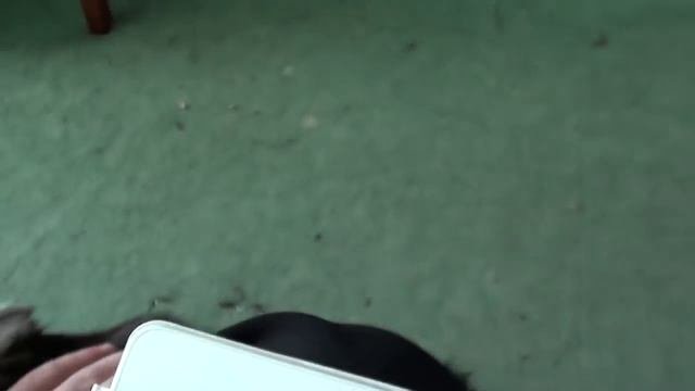 Переводчик на кошачий - разговариваю с котом Васькой
