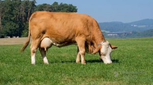 Муууу корова. Звуки  животных. Cow voice