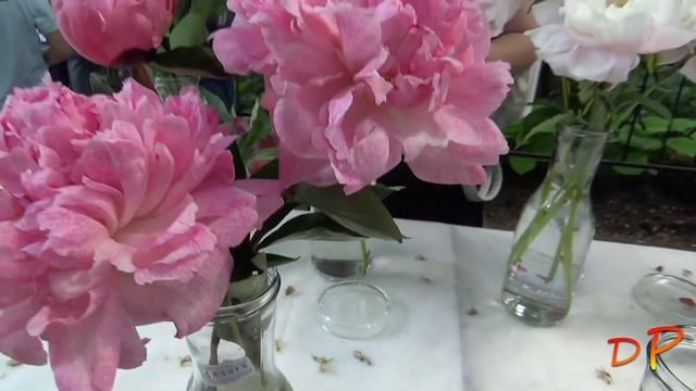 "Фестиваль пиона - 2022". Часть 2: Выставка сортов пиона (в срезке) смотреть онлайн