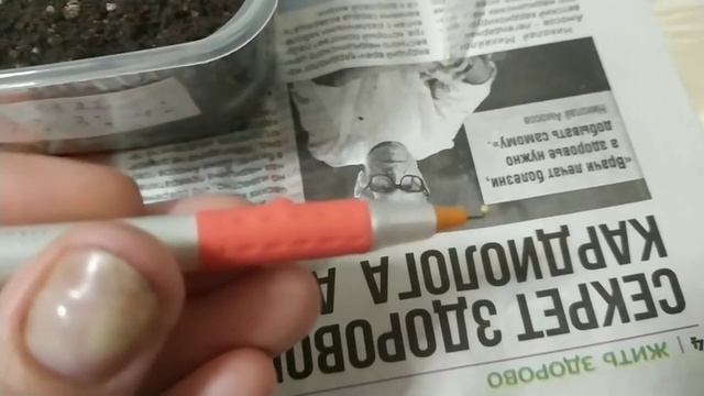 Выращивание рассады петунии за 35 дней. Главные условия выращивания петунии от посева до высадки
