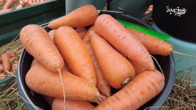 Водяная полевка - опасное нашествие на садовый участок. Срочно собираем урожай моркови! смотреть онлайн