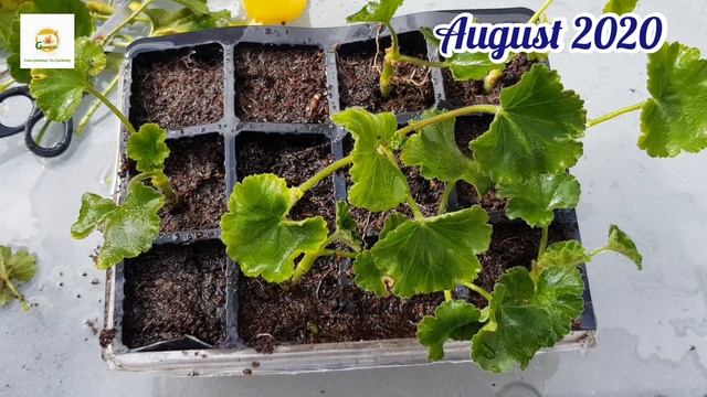 Propagating and overwintering Geraniums ~ Taking geranium cuttings ~Saving geraniums over the winte смотреть онлайн