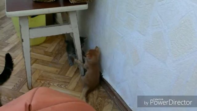 Котятам один месяц. смотреть онлайн