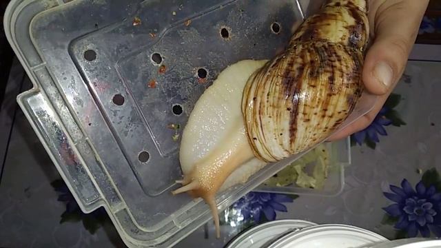 Распаковка. Улитка ахатина. смотреть онлайн