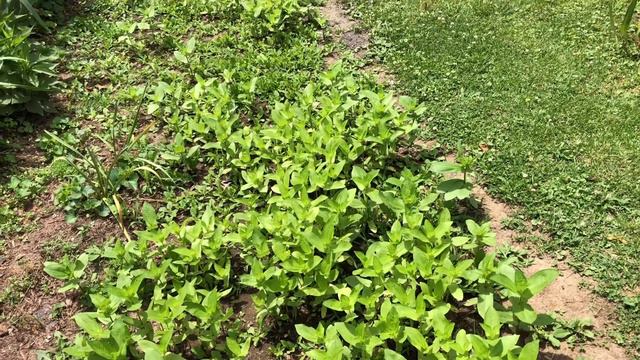 6 flowers for FULL SUN areas in your garden.💐 смотреть онлайн