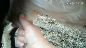 #козы#Как определить беременность вашей козы.