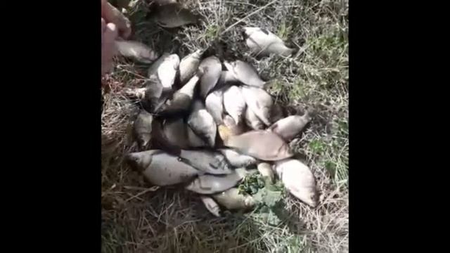Рыбалка г Туринск, р Наливная (Веселинка) май.