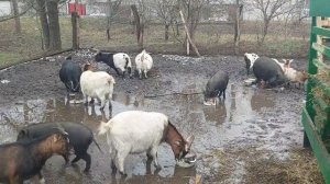 Ночка погуляла. Я в ШОКЕ от таких ПРОДАВЦОВ!  ? РАСТУТ в ЯНВАРЕ ?. НЕОЖИДАННЫЙ УРОЖАЙ в огороде.