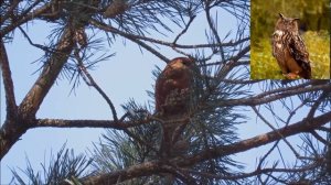 Клест-сосновик - Loxia pytyopsittacus.mp4