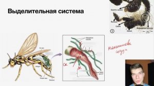 Выделительная система Насекомых | Мальпигиевы сосуды | Биология ЕГЭ