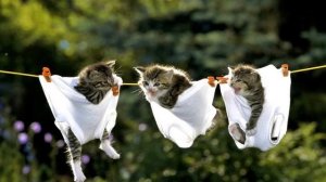 Зачем парни нюхают трусы