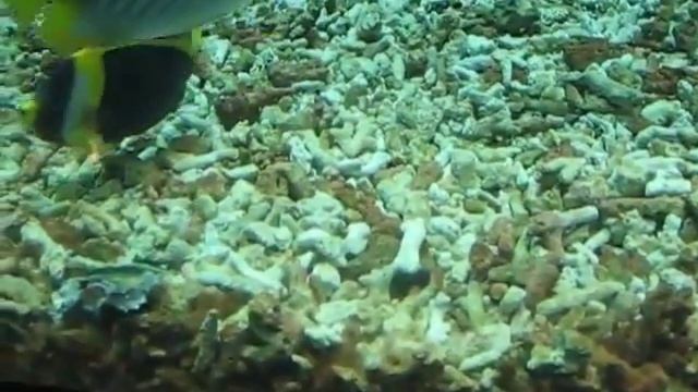 Огромный аквариум !. С крабами и прочей живностью:) смотреть онлайн