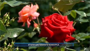 Рыбинск-40. ИТОГИ ЦВЕТОЧНОГО КОНКУРСА