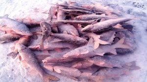 Зимняя рыбалка на Амуре, на новые хапужки хлопок, Рыба есть!