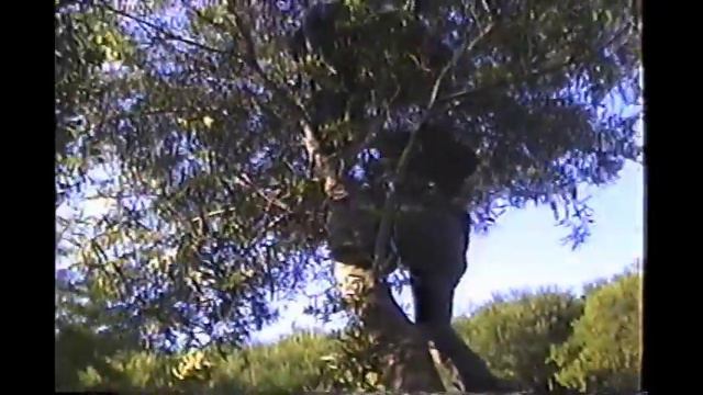 Tumba la acacia (Registro) смотреть онлайн