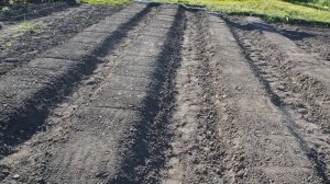 Как правильно сделать грядки и высадить клубнику. #клубника