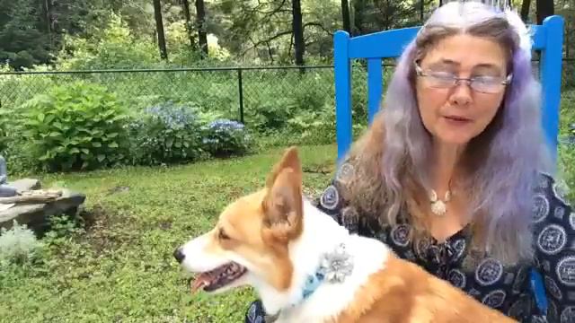 #92 EASY DOES IT FLOWER ESSENCE - CONVERSATIONS WITH A CORGI Ep. 92 смотреть онлайн