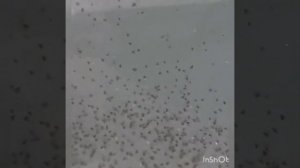 Чертежи инкубатора для личинки креветки Розенберга