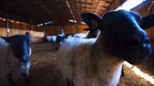 КФХ ВИРОМА, от поля до фермы за один год!