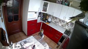 попугай карелла.mp4