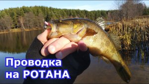 Ротаны на микроджиг и дропшот. Проводка для ловли ротана, силиконовые приманки.