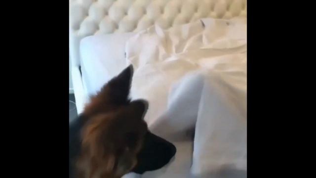 прикольные животные #5 / funny animals #5 смотреть онлайн