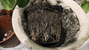 Стефанотис. Пересадка