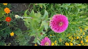 бархатцы и цынии на клумбах/ I have been admiring these flower beds