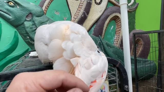 Попугаи Макс и Ашот БОРЯТСЯ за внимание Кости! Зоопарк «СКАЗКА» смотреть онлайн