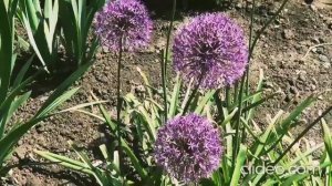 Черничный хутор. Обзор канала. Позитив и юмор