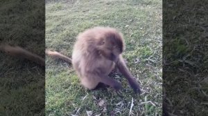 Gelada Baboon Busy Eating-Ethiopia