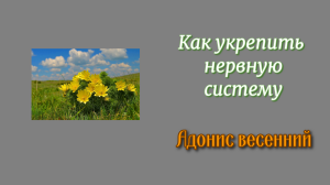 Как укрепить нервную систему. Адонис весенний