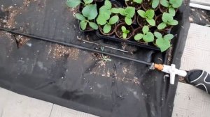 КАПЕЛЬНЫЙ ПОЛИВ у меня в теплице ! Посадка огурцов.