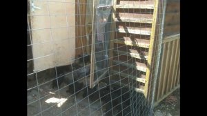 Месячные цыплята Кремового Легбара и Джерсийского Гиганта на первой прогулке!