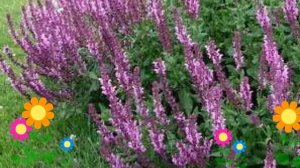 Шалфей дубравный Rose Queen. Краткий обзор, описание характеристик, где купить рассада